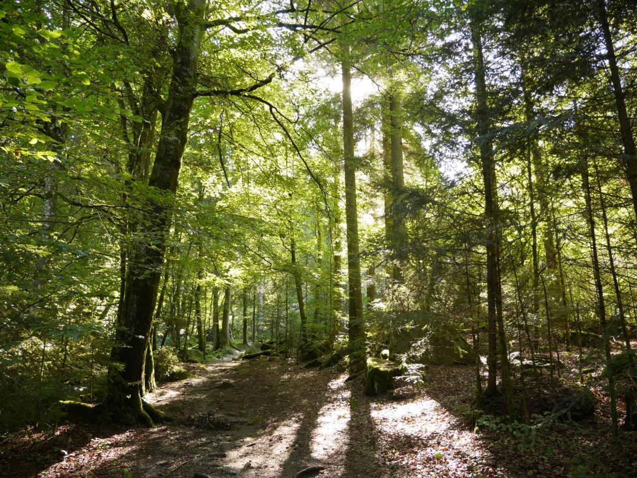 Fewo Kedo Neukirchen vorm Wald Eksteriør bilde